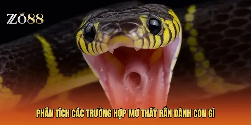 Phân tích các trường hợp Mơ thấy rắn đánh con gì